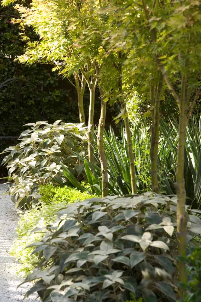 Tree on path side