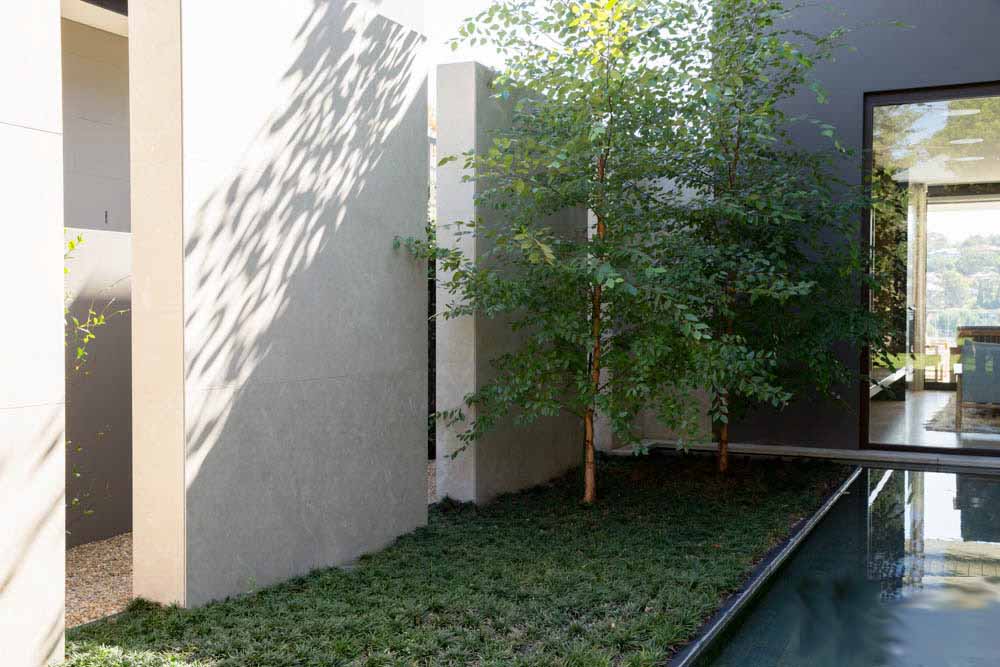 Tree against white wall near pond with ground cover