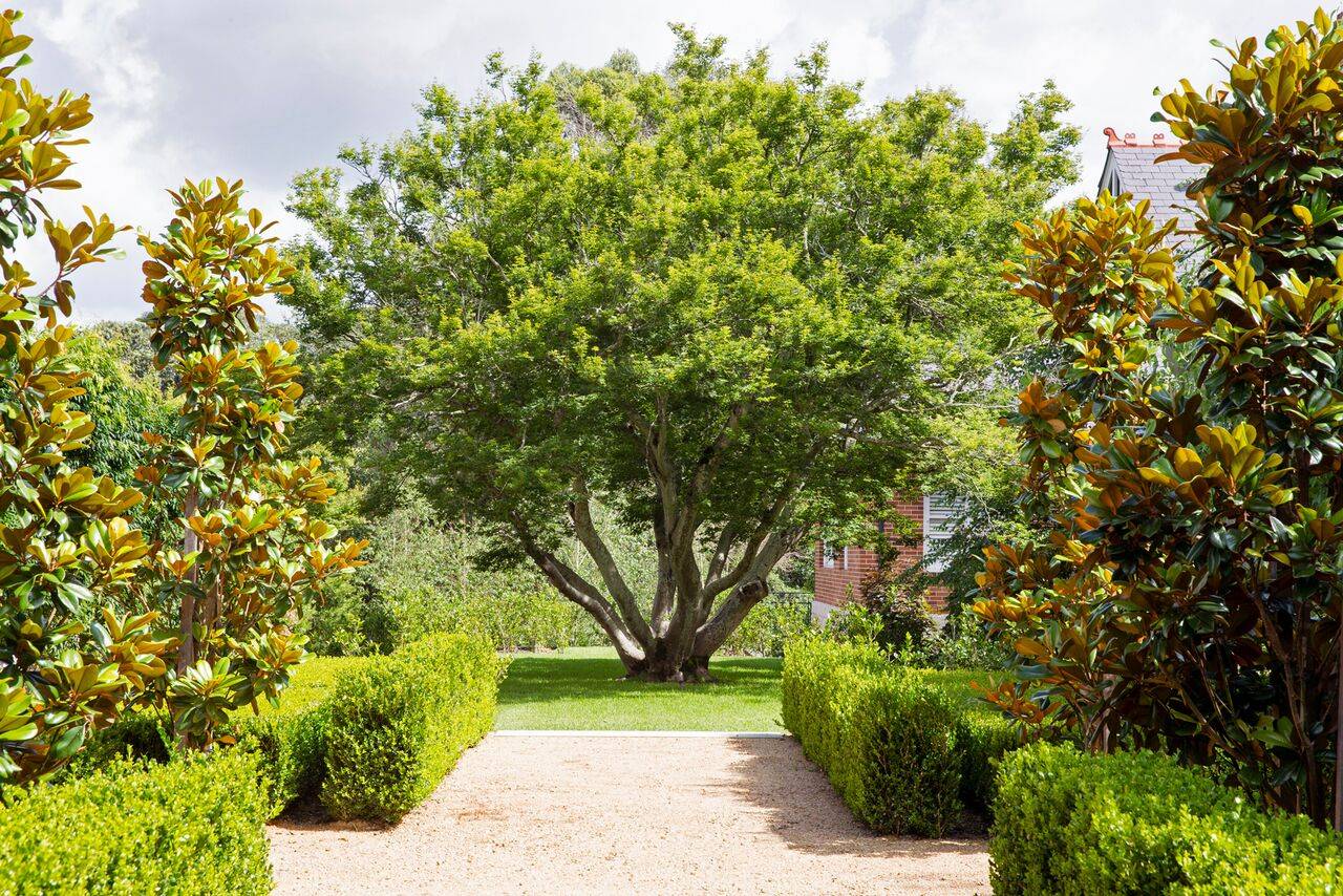 Evergreen Magnolias – Our Favourite Trees